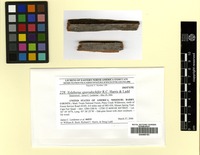 Isotype of Xyleborus sporodochifer R.C. Harris & Ladd [family STEREOCAULACEAE]