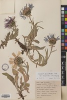 Filed as Centaurea cheiranthifolia Willd. var. purpurascens (DC.) Wagen. [family COMPOSITAE]