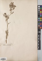 Filed as Rumex acetosella L. [family POLYGONACEAE]