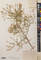 Filed as Centaurea diffusa Lam. [family COMPOSITAE]