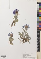 Filed as Centaurea triumfetti All. [family COMPOSITAE]