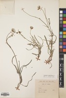 Filed as Sonchus maritimus L. [family COMPOSITAE]