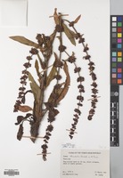 Filed as Rumex steudelii A.Br. [family POLYGONACEAE]