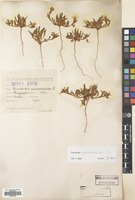 Filed as Convolvulus pentapetaloides L. [family CONVOLVULACEAE]