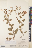 Filed as Convolvulus betonicifolius Mill. subsp. betonicifolius [family CONVOLVULACEAE]