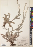 Filed as Helichrysum sanguineum (L.) Kostel. [family COMPOSITAE]