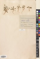 Filed as Bellis annua L. [family COMPOSITAE]