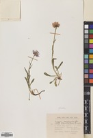 Filed as Erigeron caucasicus Steven subsp. venustus (Botsch.) Grierson [family COMPOSITAE]