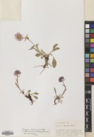 Filed as Erigeron caucasicus Steven subsp. venustus (Botsch.) Grierson [family COMPOSITAE]