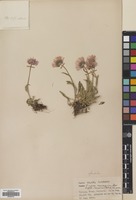 Filed as Erigeron caucasicus Steven subsp. venustus (Botsch.) Grierson [family COMPOSITAE]