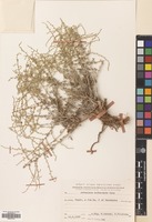 Filed as Artemisia herba-alba Asso [family COMPOSITAE]
