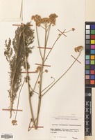 Filed as Handelia trichophylla (Schrenk ex Fisch. & C.A.Mey.) Heimerl [family COMPOSITAE]
