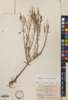 Filed as Artemisia turcomanica Gand. [family COMPOSITAE]
