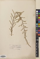 Filed as Artemisia scoparia Waldst. & Kit. [family COMPOSITAE]