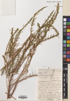 Filed as Artemisia scoparia Waldst. & Kit. [family COMPOSITAE]