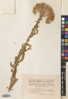 Filed as Achillea micrantha M.Bieb. [family COMPOSITAE]