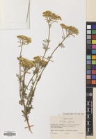 Filed as Achillea nobilis L. subsp. neilreichii (A. Kerner) Velen. [family COMPOSITAE]