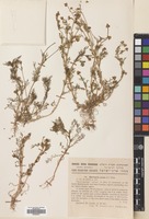 Filed as Matricaria aurea (Loefl.) Sch.Bip. [family COMPOSITAE]