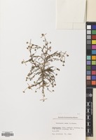 Filed as Matricaria aurea (Loefl.) Sch.Bip. [family COMPOSITAE]