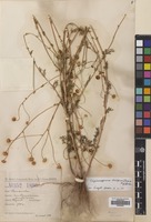 Filed as Matricaria decipiens (Fisch. & Mey.) Koch [family COMPOSITAE]