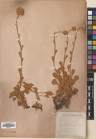 Filed as Tanacetum argenteum (Lam.) Willd. [family COMPOSITAE]