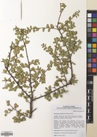 Filed as Nothofagus antarctica (G.Forst.) Oerst. [family NOTHOFAGACEAE]