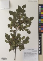 Filed as Nothofagus obliqua (Mirb.) Blume [family NOTHOFAGACEAE]