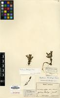 Holotype of Gentiana aomorensis H.Lev. [family GENTIANACEAE]