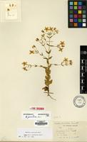 Isotype of Swertia pinetorum Kerr [family GENTIANACEAE]