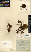 Type of Rosa oulengensis H. Lev. [family ROSACEAE]