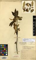 Type of Cotoneaster bodinieri H. Lev. [family ROSACEAE]