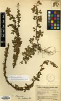 Isotype of Cotoneaster kweitschoviensis G.Klotz [family ROSACEAE]