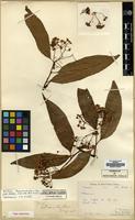 Type of Photinia cavaleriei H. Lev. [family ROSACEAE]