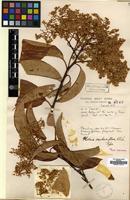 Syntype of Photinia sambuciflora W.W.Sm. [family ROSACEAE]