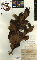 Type of Pirus brunnea H. Lev. [family ROSACEAE]
