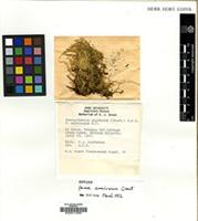 Isotype of Brachythecium glareosum (Spruce) Bruch, Schimp. & Guembel, Th. forma americanum Grout [family BRACHYTHECIACEAE]