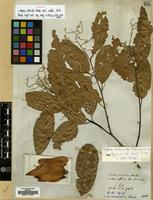 Isotype of Hopea odorata Roxb. var. vasta A.DC. [family DIPTEROCARPACEAE]