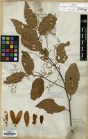 Isotype of Hopea odorata Roxb. var. vasta A.DC. [family DIPTEROCARPACEAE]