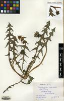 Filed as Taraxacum lancidens Hagend., Soest & Zevenb. [family COMPOSITAE]