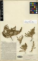 Isotype of Glaux acutifolia A.Heller [family MYRSINACEAE]