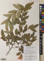 Filed as Nothofagus obliqua (Mirb.) Blume [family NOTHOFAGACEAE]