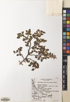 Filed as Nothofagus antarctica (G.Forst.) Oerst. [family NOTHOFAGACEAE]