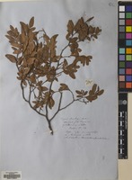 Filed as Nothofagus dombeyi (Mirb.) Oerst. [family NOTHOFAGACEAE]