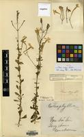 Isotype of Silene argyi H.Lev. [family CARYOPHYLLACEAE]