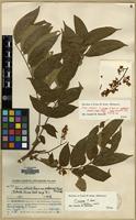 Type of Toona ciliata M. Roem. var. pubescens (Franch.) Hand-Mazz. [family MELIACEAE]
