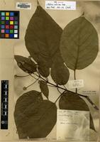 Isosyntype of Adina indivisa Lace [family RUBIACEAE]