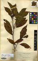 Isotype of Adina garciae Elmer [family RUBIACEAE]