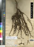 Isosyntype of Selago hoepfneri Rolfe [family SCROPHULARIACEAE]