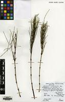 Isotype of Equisetum rothmaleri C.N.Page [family EQUISETACEAE]