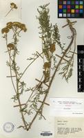 Holotype of Achillea nobilis L. subsp. kurdica Hub.-Mor. [family COMPOSITAE]